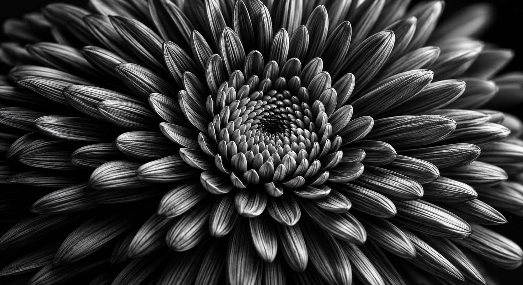 как снимать черно-белые фотографии как снимать черно-белые фотографии